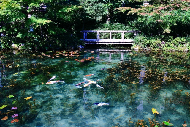 岐阜県でフランス・ジヴェルニー気分を～モネの池～