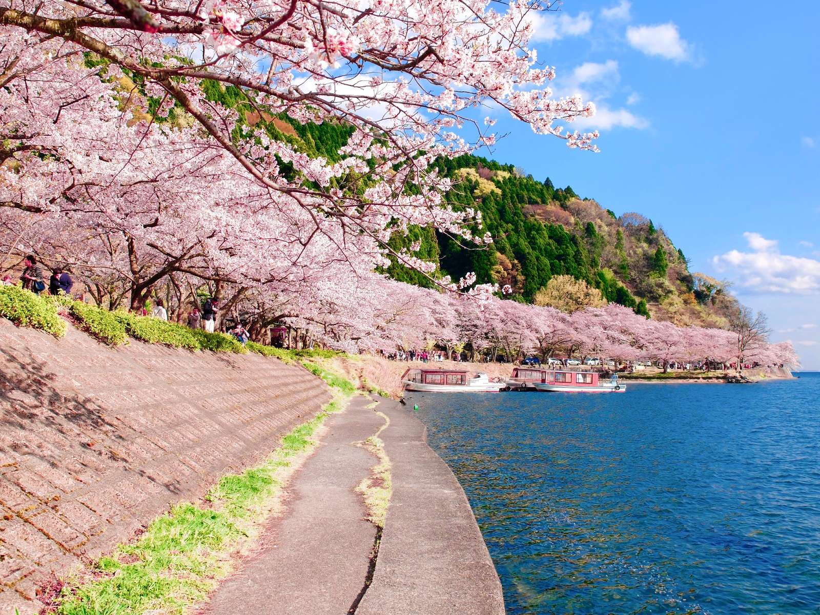 桜のトンネルと琵琶湖八景のコラボレーション