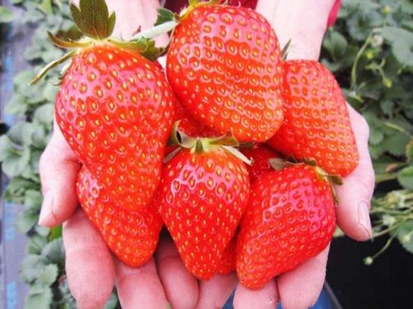 コース番号 T1711 大阪 旬のいちご狩り食べ放題 とホテル日航関西空港ランチバイキング 大阪で実績を重ねてきたバスツアー会社がツアー情報を公開しております