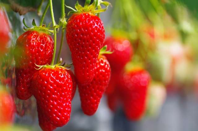 フルーツ特集 大阪で実績を重ねてきたバスツアー会社がツアー情報を公開しております