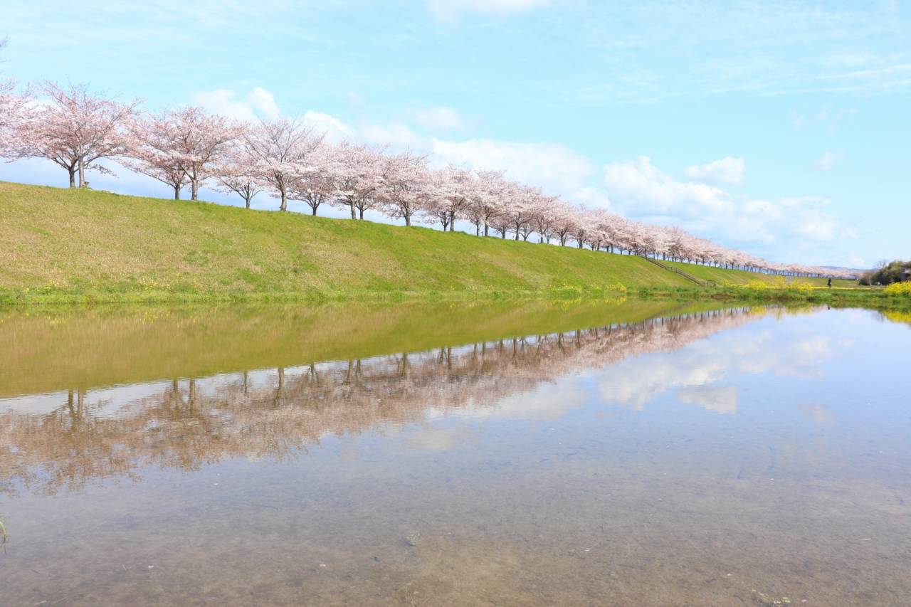 ＜コース番号：T2536＞【大阪発着】全長4km・西日本最大級！おの桜づつみ回廊の桜並木・有居の桜トンネル・篠山城址の桜　３つの桜ｄｅ春らんまん♪ごちそう3