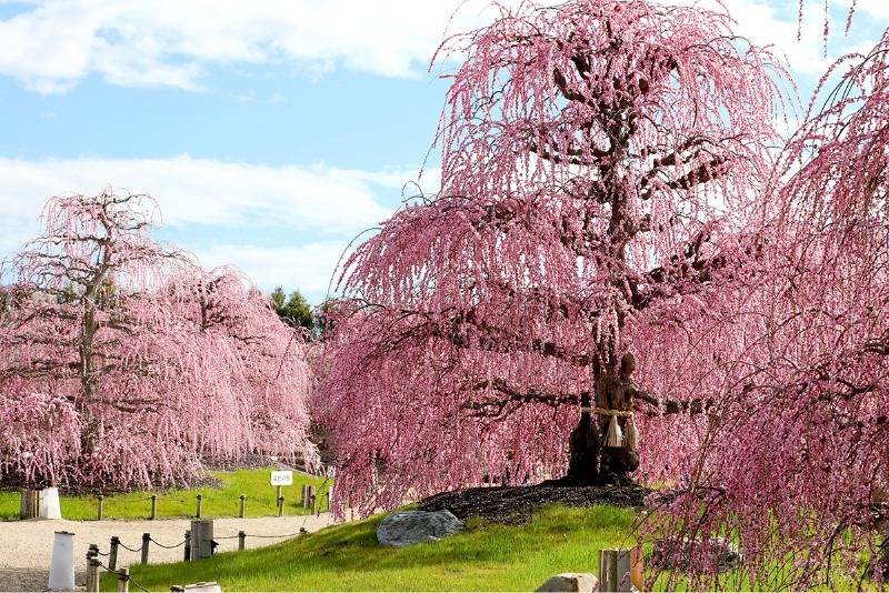 ＜コース番号：T2774＞【大阪発着】なんと、びっくり！これは桜でなく梅なんです！圧巻！鈴鹿の森庭園しだれ梅祭りと「特選牛すき焼き御膳」又は「みえ真鯛海鮮鍋膳」の選べる昼食