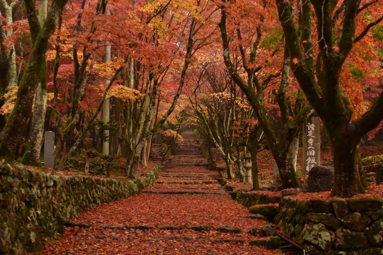 ＜コース番号：T2754＞【大阪発着】鶏足寺もみじの旧参道と深紅に染まる永源寺紅葉参拝！昼・夕２食付！近江二大紅葉巡りの旅