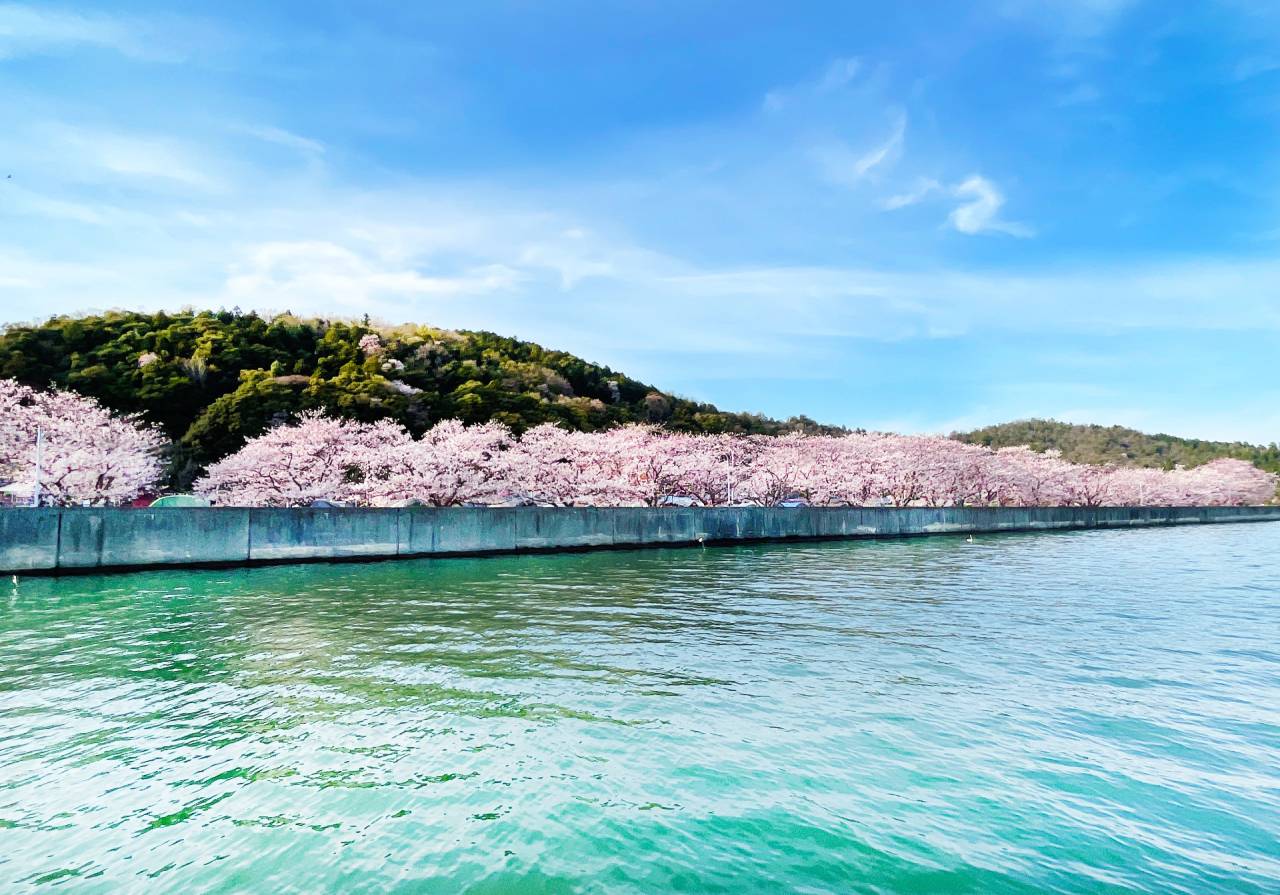 ＜コース番号：T2832＞【大阪発着】桜クルーズ！神の島・沖島“桜の岸壁”船上観賞と一夜城犀川堤（さいかわづつみ）桜のトンネル