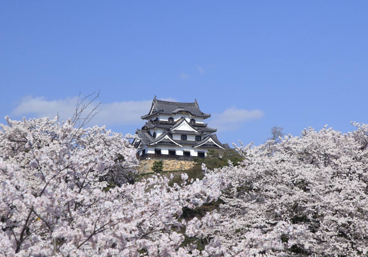 ＜コース番号：T2831＞【大阪発着】春色に染まる３つの桜名所競演！たびぱる桜大感謝祭！