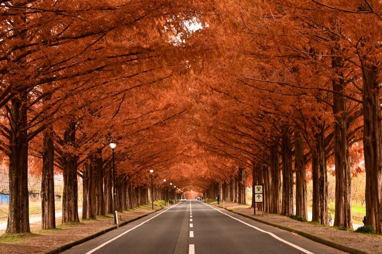 ＜コース番号：T2898＞【大阪発着】2大紅葉めぐり！赤の絨毯！鶏足寺「もみじの旧参道」とマキノピックランド「メタセコイア並木」の紅葉