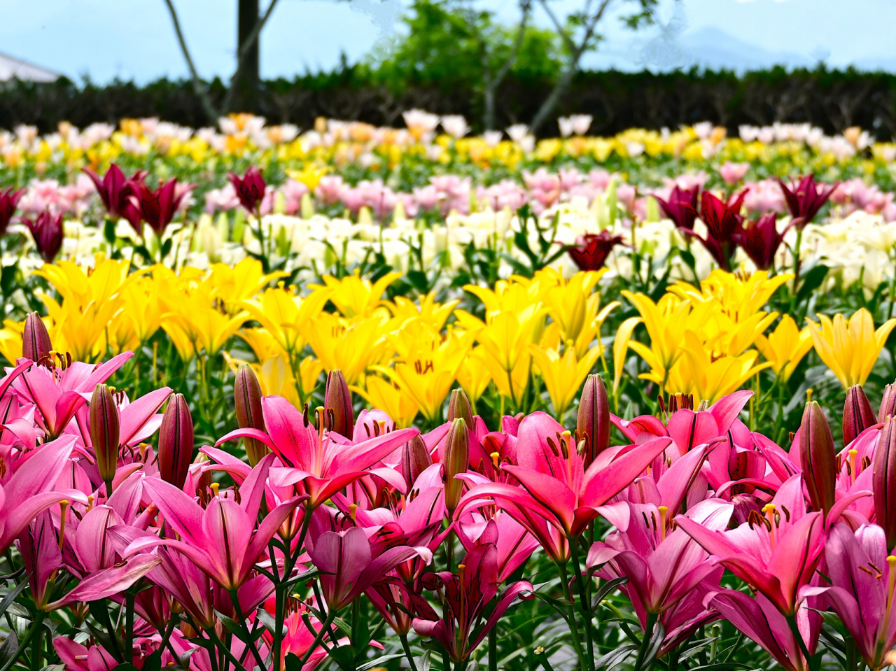 ＜コース番号：T2997＞【大阪発着】約10万本！「玉水ゆり園」と約1万株！「ラベンダーパーク多可」丹波フルーツフラワーフェスティバル2026