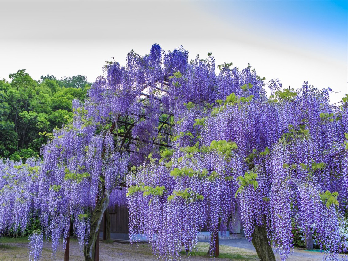 ＜コース番号：T2949＞【大阪発着】春の岡山いいとこどり♪ 旬のいちご狩り食べ放題＆筍ご飯食べ放題！「竹の子づくし膳」のご昼食