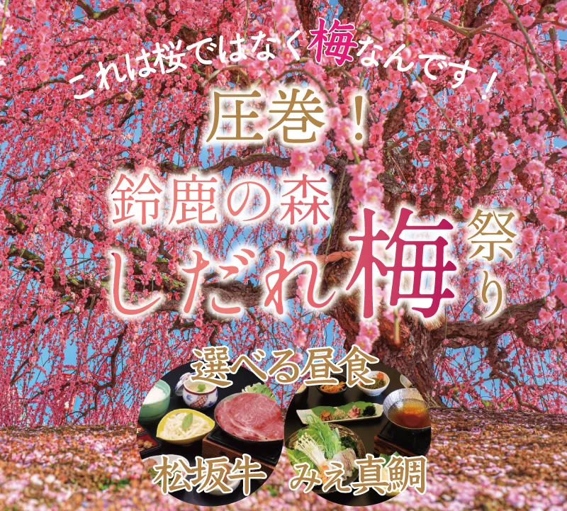 「鈴鹿の森庭園しだれ梅祭り」日程追加のお知らせ🌸