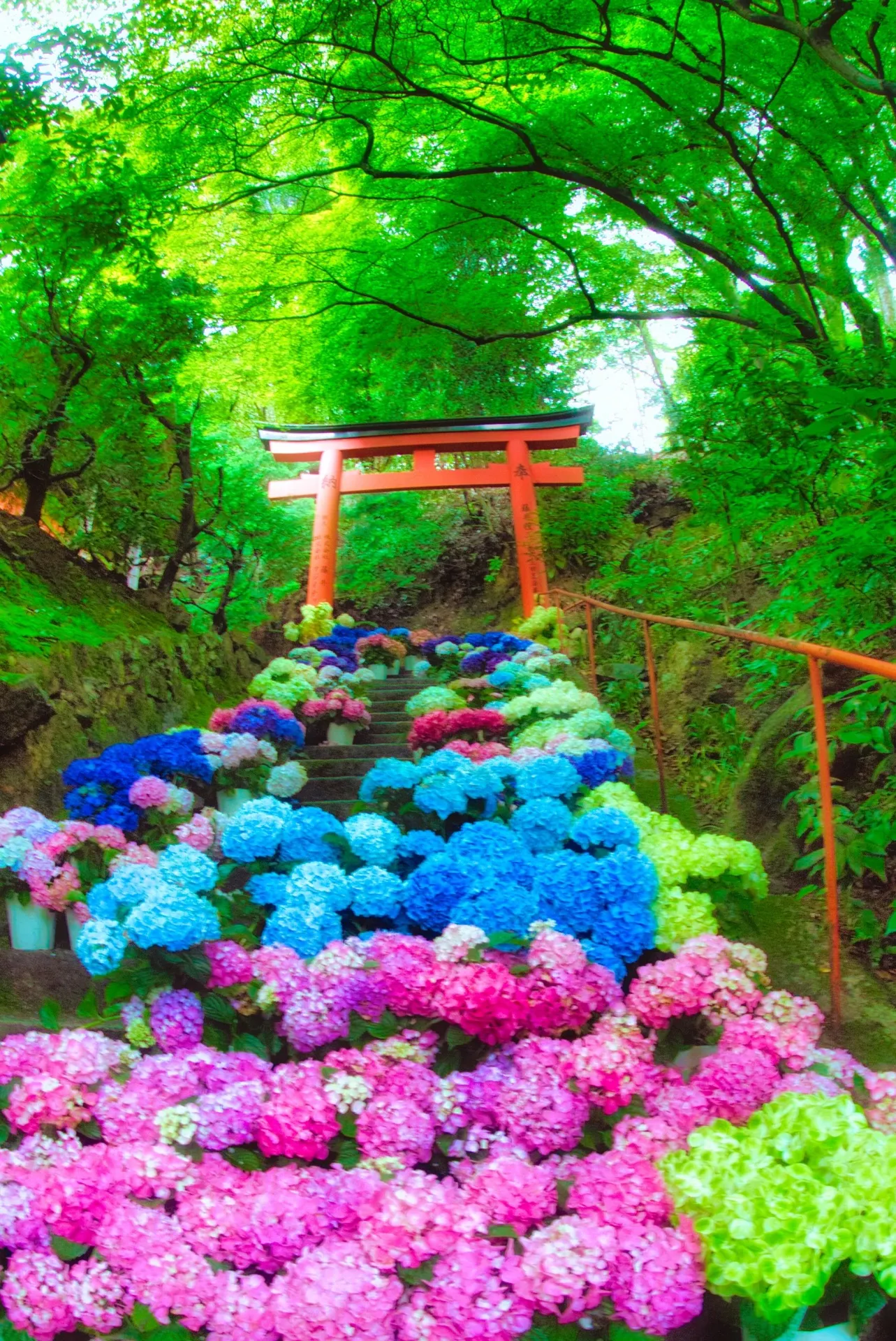 ＜コース番号：T2946＞【大阪・奈良発着】京の夏花物語！「楊谷寺あじさいウィークと美しき花手水」＆「大原三千院あじさい祭」